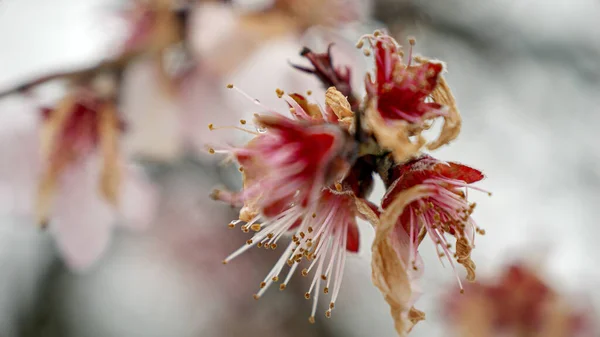 Macro Flocons Neige Tombant Sur Des Fleurs Cerisier Ralenti Beauté — Photo