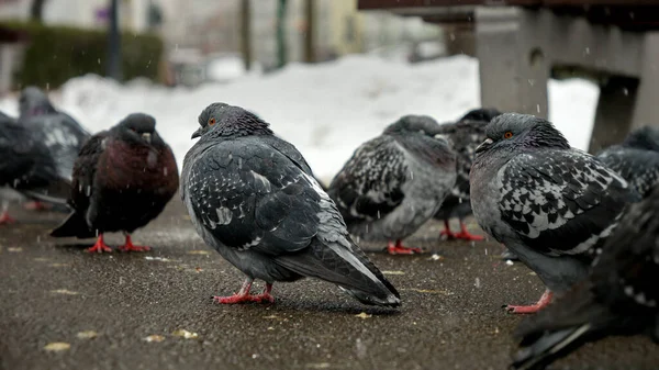 Snow Falling Group Pigeons Park Winter Concept Winter Wildlife Impact — Stock Photo, Image