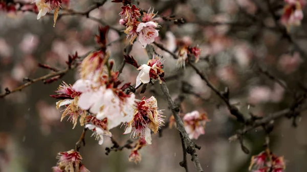Снежинки Падают Цветущую Сакуру Весной Естественная Красота Окружающей Среды Влияние — стоковое фото