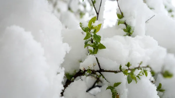 Closeup Fresh Green Tree Leaves Covered Snow Snowfall Concept Spring — Stock Photo, Image