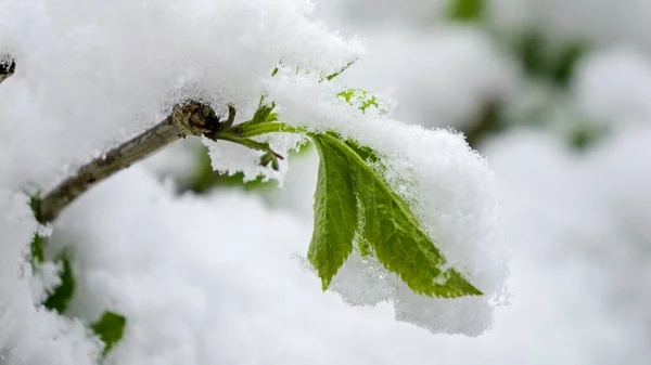 氷と雪に覆われた小さな緑の木の葉のマクロショット 春の天気 気候変動 収穫と農業への害の概念 — ストック写真