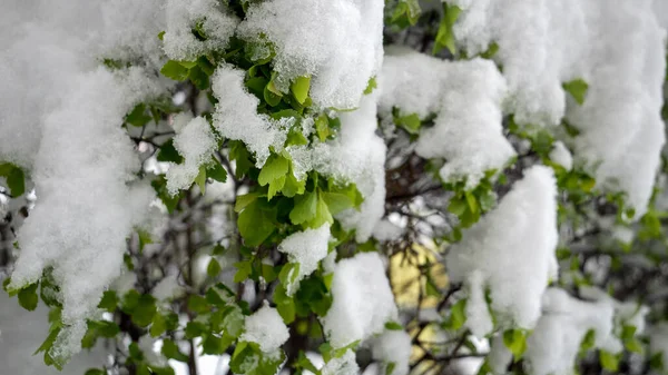 Slow Motion Snow Covering Fresh Green Tree Leaves Snowfall Concept — Stock Photo, Image
