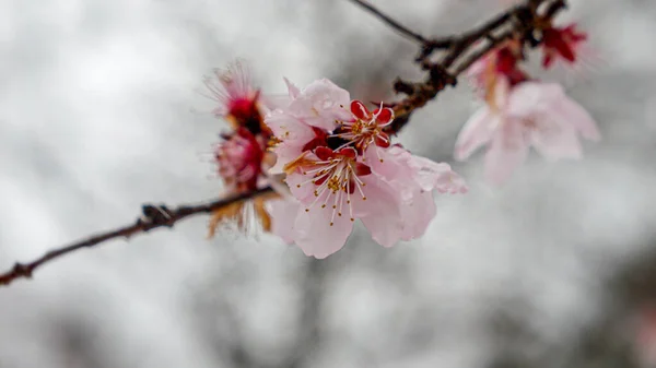Снежинки Падают Цветущий Весной Цветок Вишни Концепция Красоты Природе Изменение — стоковое фото
