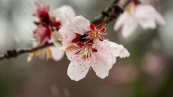 Los Copos Nieve Descienden Suavemente Sobre Flores Florecientes Cerezo Primavera — Foto de Stock