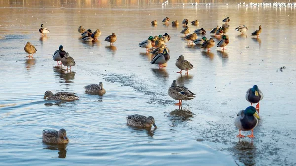 A group of wild ducks treading carefully on a frozen city lake, creating ripples on the icy surface at city park.