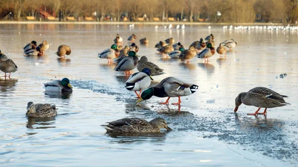 平静的鸭子在结冰的湖面上漫步 四周都是白雪覆盖的树木 — 图库照片