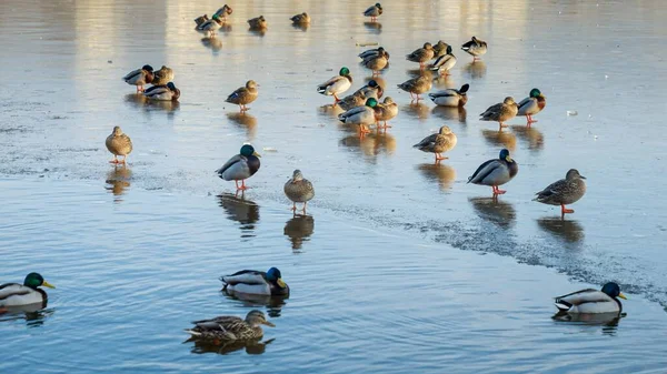 Kaczki Spacerujące Zamarzniętym Jeziorze Plamami Otwartej Wody Możliwość Przystosowania Zwierząt — Zdjęcie stockowe