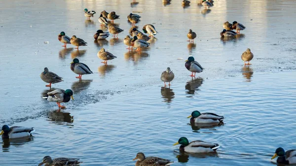 Kaczki Zamarzniętym Jeziorze Niektóre Szukają Pożywienia Podczas Gdy Inne Pływają — Zdjęcie stockowe
