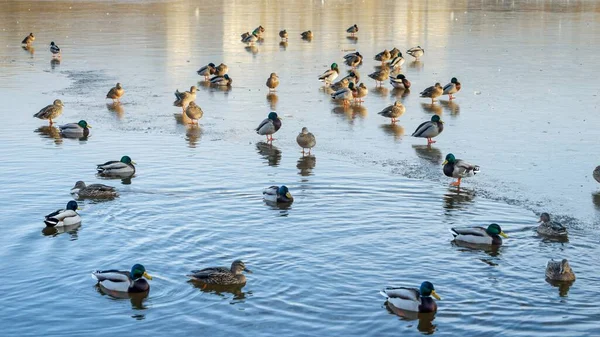 Kaczki Zwiedzające Zamarznięte Jezioro Mieście Niektóre Nich Pływają Otwartej Wodzie — Zdjęcie stockowe