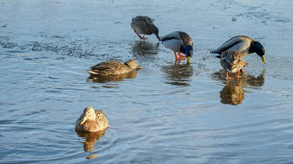 为了寻找食物 鸭子们正在冰封的城市湖中探险 其中有几只鸭子在开阔的水面上游泳 — 图库照片