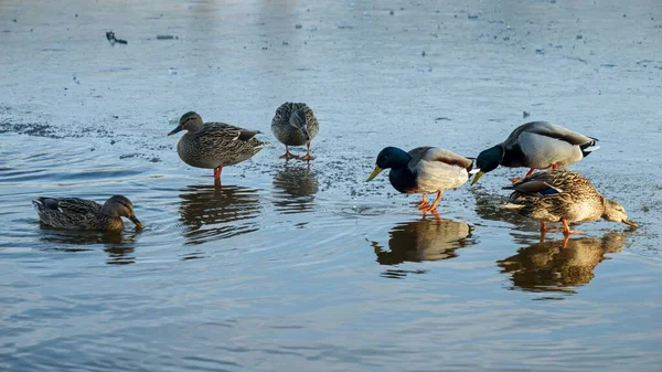 鸭子在结冰的湖面上行走 其中一些鸭子在开阔的水面上寻找食物 — 图库照片