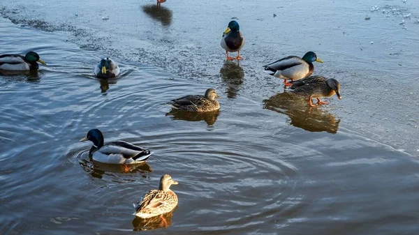 Kaczki Spacerujące Zamarzniętym Jeziorze Pokryte Lodem Podczas Gdy Niektóre Nich — Zdjęcie stockowe