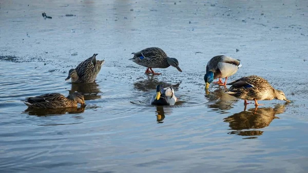Wiele Kaczek Cieszących Się Słonecznym Zimowym Dniem Gdy Pływają Jeziorze — Zdjęcie stockowe