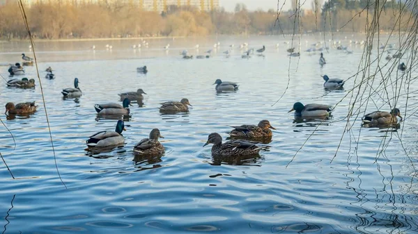 在一个阳光明媚的冬日 许多鸭子在公园的湖中滑过水 冬季野生动植物的美丽与宁静 — 图库照片
