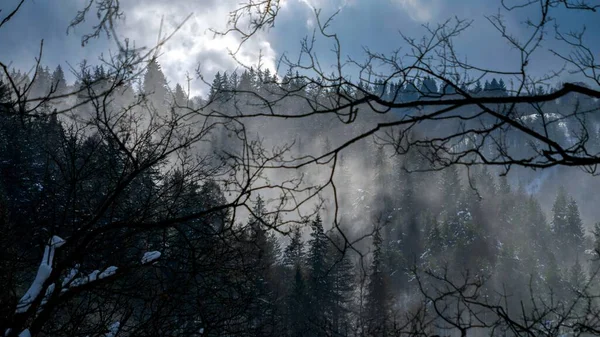 Τοπίο Ομίχλης Που Ρέει Πάνω Από Ορεινό Δάσος Καλυμμένο Χιόνι — Φωτογραφία Αρχείου