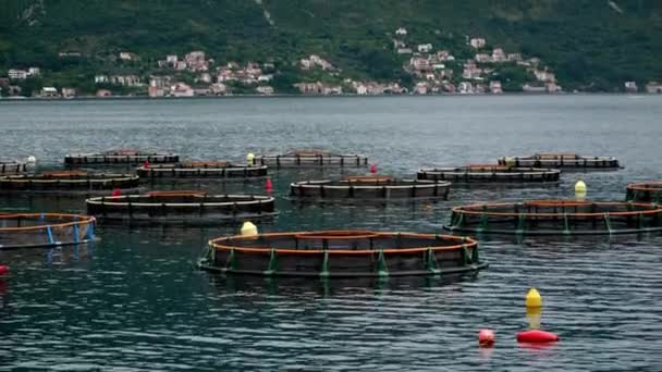 Runde Schwimmende Fischfarmen Auf Dem Meer Der Anbau Von Meeresfrüchten — Stockvideo