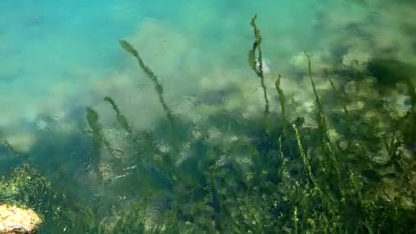 緑の海藻と藻類はゆっくりと海や川の水流に移動する — ストック動画