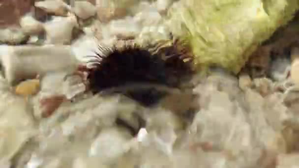 Detailní Záběr Černého Ježka Sedícího Skále Mořské Pláži Nebezpečné Mořské — Stock video