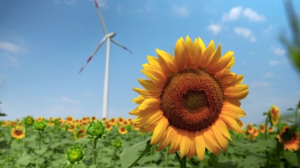 Electric Power Generating Wind Turbines Working Sunflower Field Sunny Windy — Stock Video