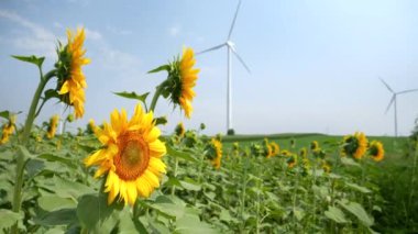 Güneşli, esintili bir günde ayçiçeği tarlasında dönen rüzgar türbinleri. Yenilenebilir enerji tarım ve doğa ile bir arada..