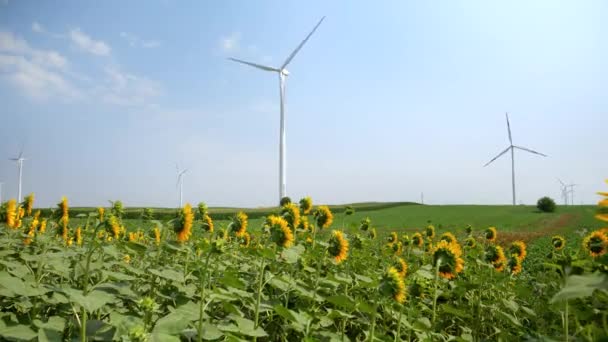清洁能源在起作用 风力涡轮机在阳光灿烂的阳光下在向日葵繁茂的风景中旋转 — 图库视频影像