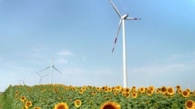 Güneşli bir günde, rüzgar türbinlerinin elektrik ürettiği güzel bir ayçiçeği tarlası..