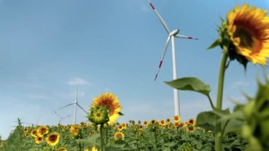 Güneşli gün sürdürülebilirliği: temiz enerji için ayçiçekleri arasında rüzgar türbinleri iş başında.