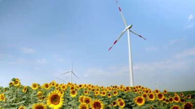 Tarım ve alternatif enerji. Güneşli bir günde ayçiçeği tarlasında çalışan rüzgar türbinleri.