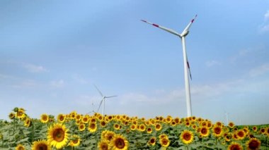 Doli ayçiçeği tarlası ve dönen rüzgar gücü türbinleri yeşil elektrik enerjisi üretiyor..
