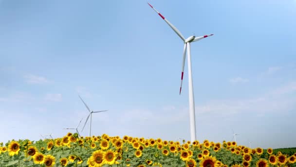 光芒四射的清洁能源 在阳光灿烂的向日葵地里优雅地运转的风力涡轮机 — 图库视频影像