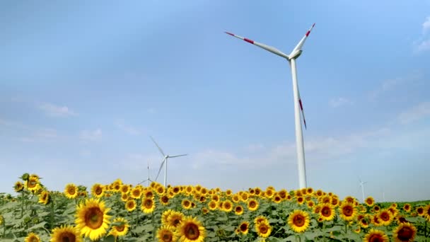 Долли Снимок Подсолнечного Поля Вращающихся Ветряных Турбин Вырабатывающих Зеленую Электроэнергию — стоковое видео