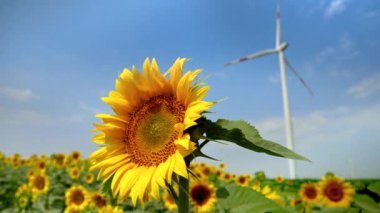 Ayçiçeğinin perspektifi: Rüzgar türbinleri ve rüzgarlı bir günde dönen elektrik yel değirmenleri