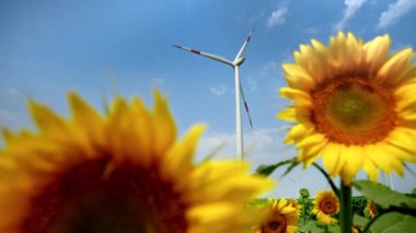 Doğa ve teknolojinin güzelliği: Arka planda rüzgar enerjisi türbinleri ve elektrikli yel değirmenleriyle yakın çekim yapan ayçiçeği.