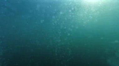 Deniz dibinden su yüzeyine doğru yavaşça yükselen hava kabarcıkları. Dalgıç hava salıyor. Soyut doğal arkaplan veya arkaplan.