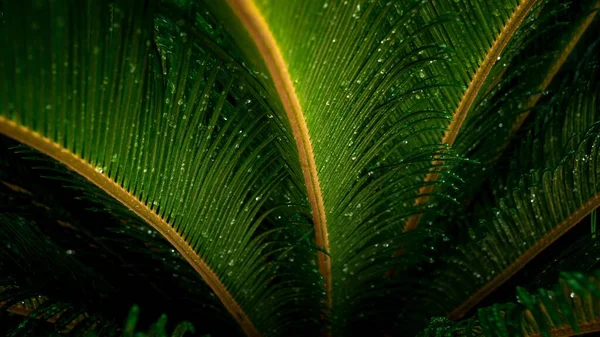 Macro Shot Tropical Palm Tree Leaves Texture Covered Rain Water — Stock Photo, Image