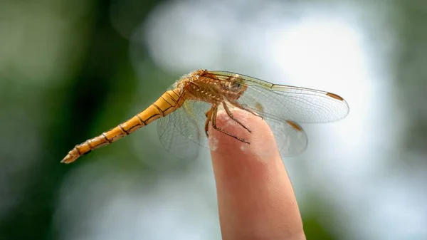 Closeup Dragonfly Sitting Female Finger Harmony Nature Stock Picture