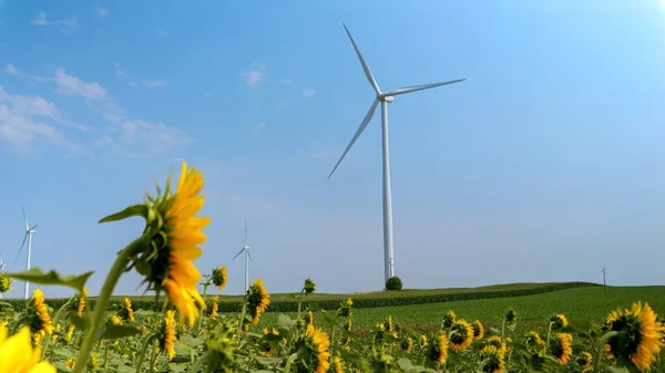 向日葵地里阳光灿烂的日子里风力涡轮机 可再生能源和农业 — 图库照片