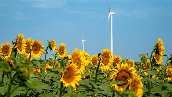 Wind Turbines Harnessing Wind Energy Sunflower Field Bright Breezy Day — Stock Photo, Image