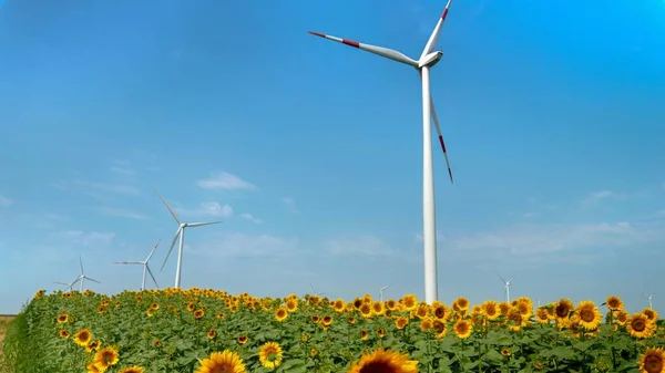 Beautiful Sunflower Field Windy Sunny Day Spinning Wind Turbines Generating — Stock Photo, Image