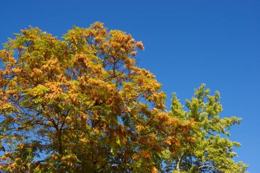 İspanya 'nın Zaragoza şehrindeki bir parkta ağaçlar.