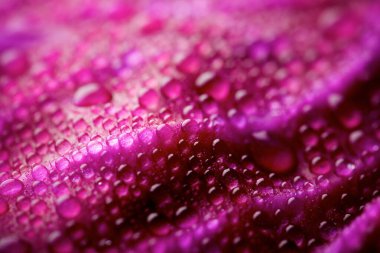 Damlacıklı kırmızı lahana yaprağı