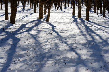 Pireneler 'deki yapraksız ağaçlar, Tena Vadisi, Huesca ili, İspanya.