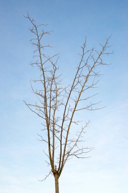 İspanya 'da yapraksız ağaç ve mavi gökyüzü