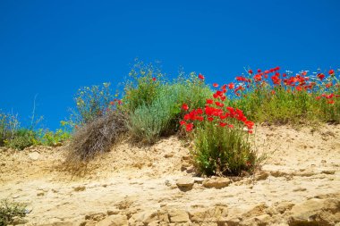Kayalık bir yamaçta haşhaş grubu, Zaragoza ili, İspanya Aragon.