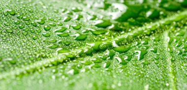 Damlacıkları olan bir canavar yaprağını kapat.