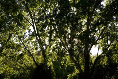 Segovia 'da gün batımında Orman silueti, İspanya' da Castilla Leon.