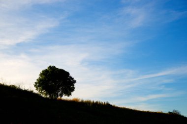 İspanya 'da gün batımında tepede yalnız bir ağacın silueti..
