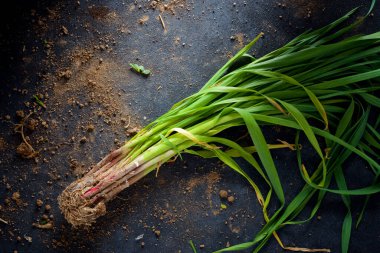 Masada taze toplanmış sarımsak filizleri.