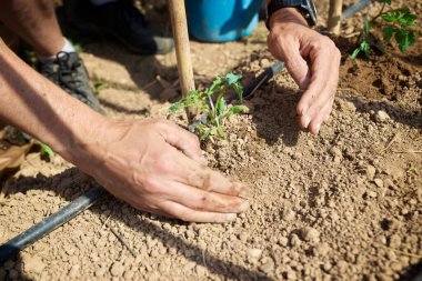 Çiftçi, İspanya 'daki bir meyve bahçesine fidanlar yerleştiriyor.