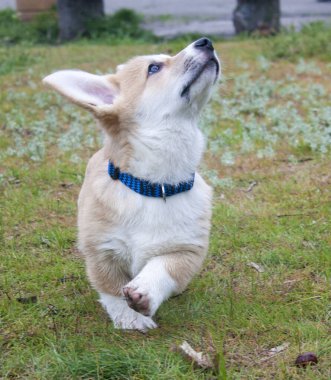 Büyüleyici bir yavru Corgi Pembroke ilk yürüyüşünde